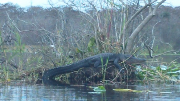 Blue Spring State Park