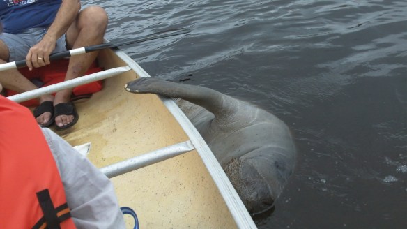 manatee climbing on board